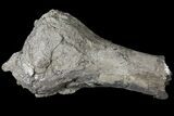 Partial Stegosaurus Femur - Colorado #120474-3